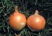 Choose-the-right-onion-variety