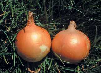 Choose-the-right-onion-variety