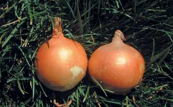 Choose-the-right-onion-variety