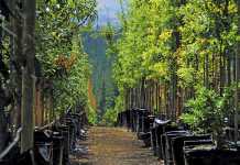 Commercial-success-from-‘instant’-trees