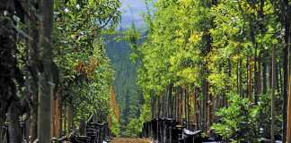 Commercial-success-from-‘instant’-trees