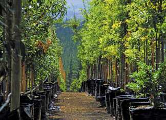 Commercial-success-from-‘instant’-trees