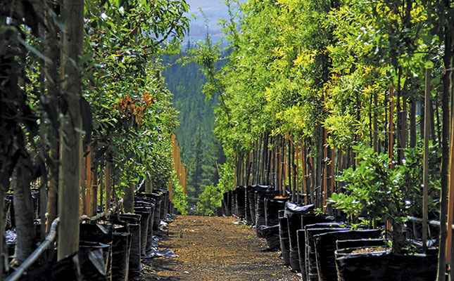 Commercial success from ‘instant’ trees Commercial success from ‘instant’ trees