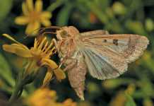 cotton-bollworm-Helicoverpa-armigera