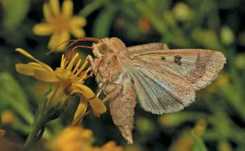 cotton-bollworm-Helicoverpa-armigera