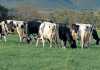 Award-winning Holsteins: ‘Success lies in sire selection’ dairy-cows-holsteins-puttergill