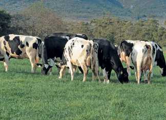 dairy-cows-holsteins-puttergill