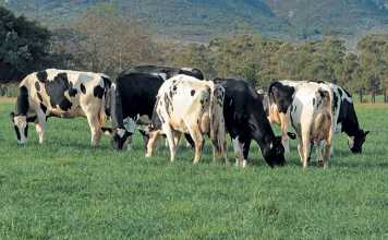 dairy-cows-holsteins-puttergill