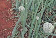 Planting dates for onions Planting dates for onions