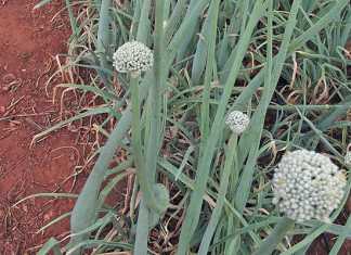 Planting dates for onions