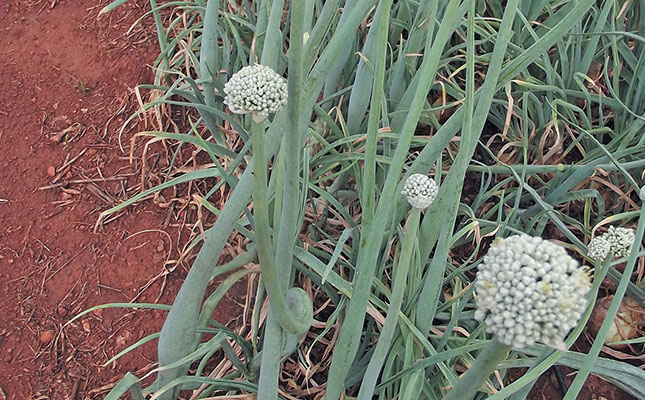 Planting dates for onions Planting dates for onions