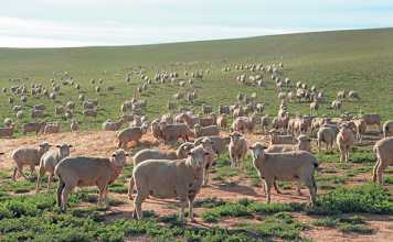 Sound management key to laparoscopy success