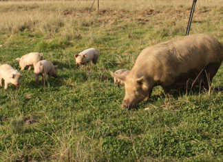 6 facts about feeding pigs