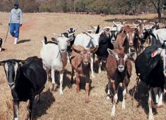 veld-reared-goats