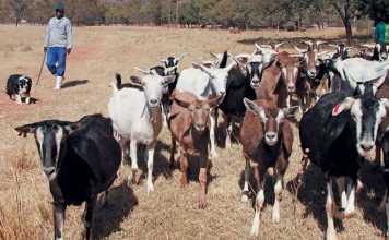 veld-reared-goats