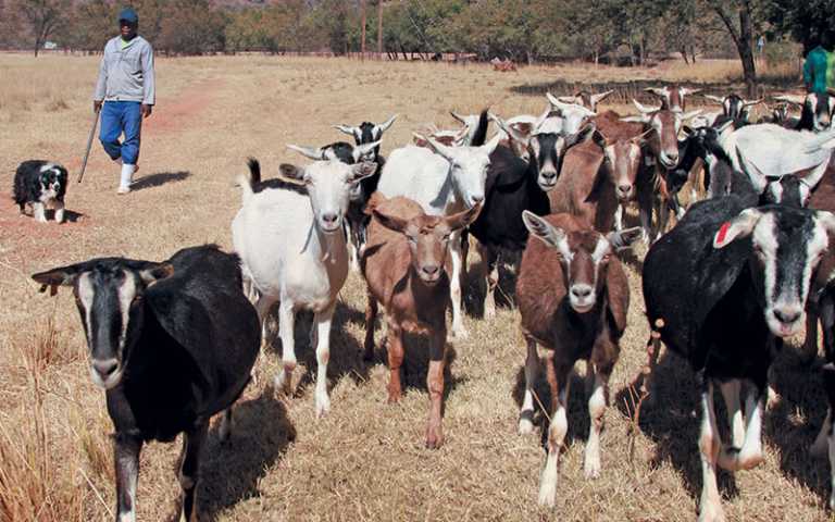 Better milk, better cheese from veld-reared goats Better milk, better cheese from veld-reared goats