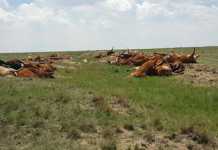 Land dispute possibly behind mass cattle poisoning