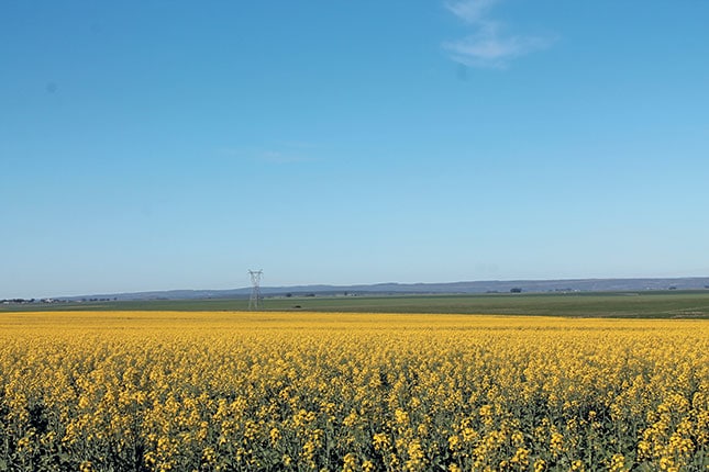 Canola: effective rotation crop, profitable cash crop Canola: effective rotation crop, profitable cash crop