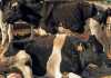 Enzootic bovine leucosis: Dairy’s cancer time bomb
