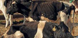 Enzootic bovine leucosis: Dairy’s cancer time bomb