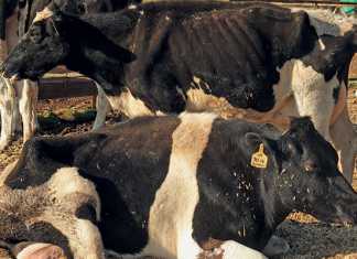 Enzootic bovine leucosis: Dairy’s cancer time bomb
