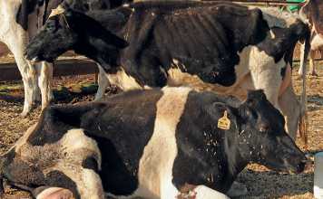 Enzootic bovine leucosis: Dairy’s cancer time bomb