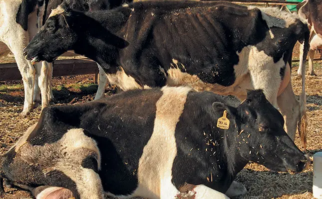 Enzootic bovine leucosis: Dairy’s cancer time bomb