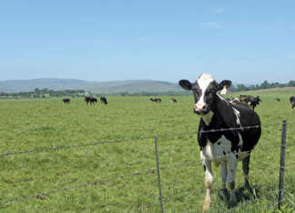 Farmers need to dispel consumer misconceptions about milk consumer misconceptions about milk