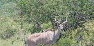 wildlife rabies vaccine