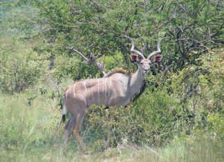 wildlife rabies vaccine