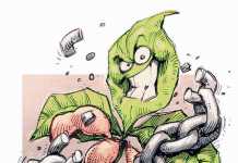 Overcoming obstacles to soya bean sector development