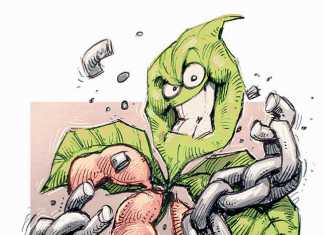 Overcoming obstacles to soya bean sector development