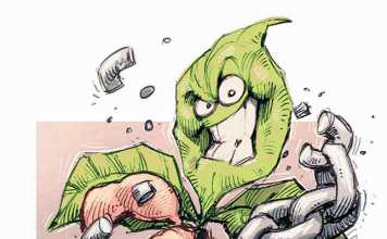 Overcoming obstacles to soya bean sector development