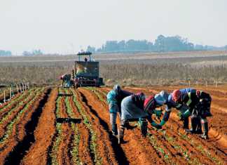peter-da-rocha-cultivar-selection