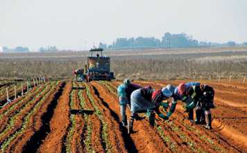 peter-da-rocha-cultivar-selection