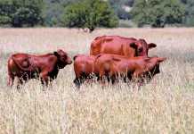 Non-reporting of livestock theft in SA on the increase stock theft cattle