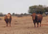 The way forward with grass-fed beef cloete-grass-fed-afrikaner-bulls