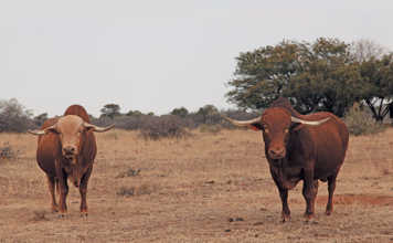 cloete-grass-fed-afrikaner-bulls