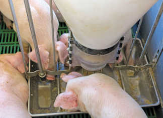 Intensive or free-range pig farming?
