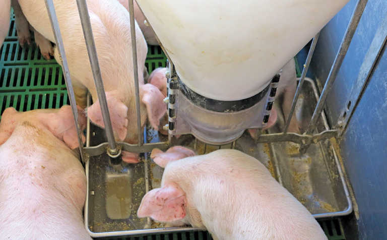 Intensive or free-range pig farming? Intensive or free-range pig farming?