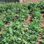 world food day