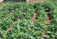 Agri leaders’ share insights on global food security world food day