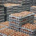 increase in egg inflation