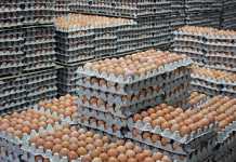 South Africa’s food price inflation increases increase in egg inflation