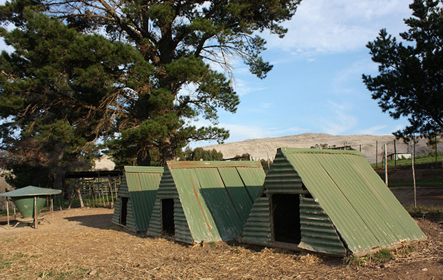 Pig farming: starting from scratch Pig farming: starting from scratch