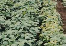 Blight can make a bean crop worthless