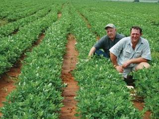 Beating wild lucerne in groundnuts Beating wild lucerne in groundnuts