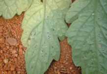 How tomato growers can practice IPM