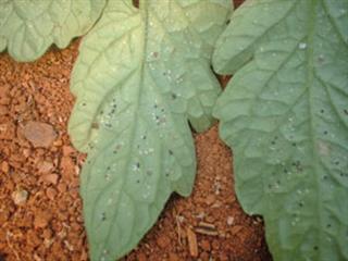 How tomato growers can practice IPM How tomato growers can practice IPM