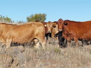 Eastern Cape farmers in search of the optimum cow Eastern Cape farmers in search of the optimum cow